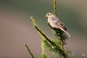 Ortolan bunting