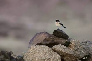 Desert wheatear