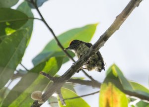 Black-dotted piculet