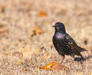 Common Starling.jpg