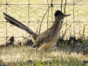 Greater Roadrunner