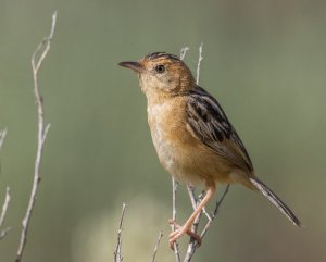 Golden-headed Cisticola (non-breeding adult)