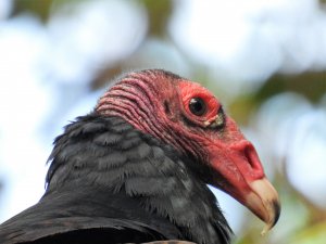 Turkey Vulture.JPG