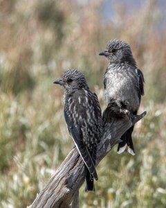 Dusky Woodswallows (imm)