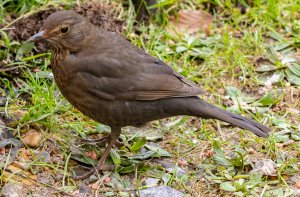 Resident Female Blackbird in the garden