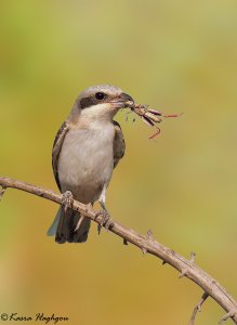 Great grey shrike