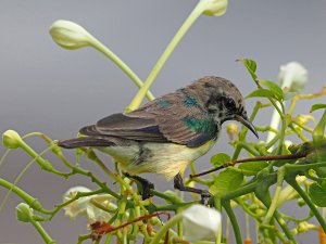 Nile Valley sunbird