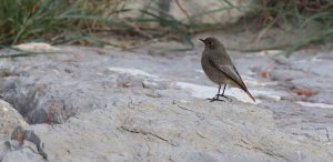 black redstart