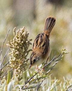 Golden-headed Cisticola (non-breeding male or female)