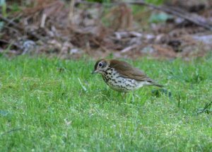 Wood Thrush