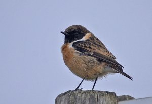 stonechat3.jpg