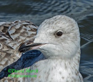 Immature Herring Gull