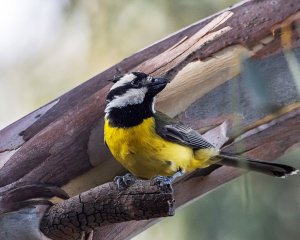 Eastern Shrike-tit