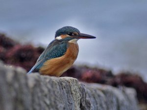 kingfisher2.jpg