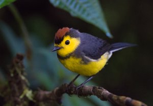 Collared Whitestart