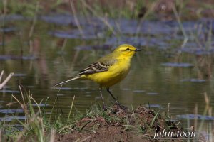 yellow wagtail