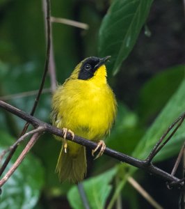 Olive-crowned Yellowthroat