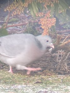 Stock Dove