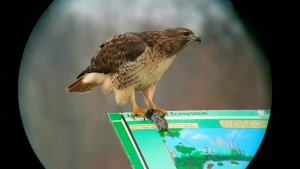 Red-tailed Hawk eating dinner