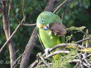 Yellow fronted Amazon parrot