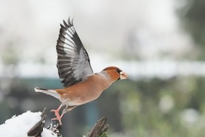 hawfinch