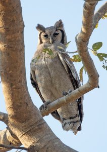 Verraux's eagle owl