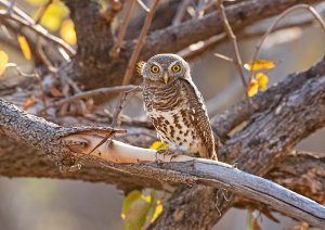 Pearl-spotted owlet.