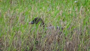 Pink-footed Goose