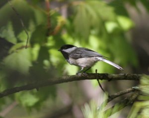 Black-capped Chickadee