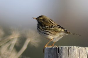 meadowpipit1.jpg