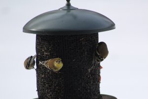 American Goldfinch x 3