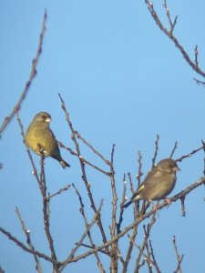 Greenfinches