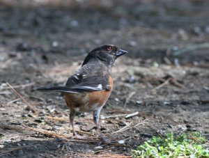 Eastern Towhee