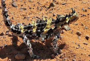 Thorny Devil