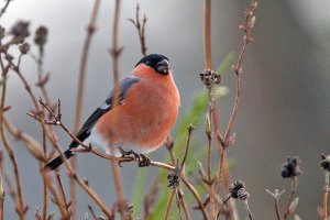 Bullfinch (male)