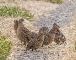 Brown Quail