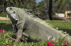 Green Iguana