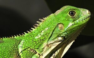 Green Iguana