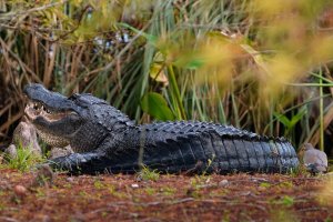 American alligator