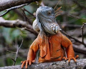 Green iguana saying hello