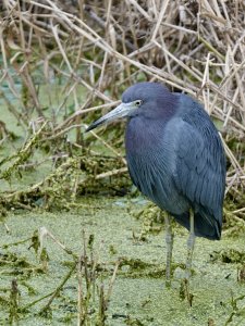 Little Blue Heron