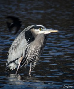 Great Blue Heron Photobombed by a Swallow (?)