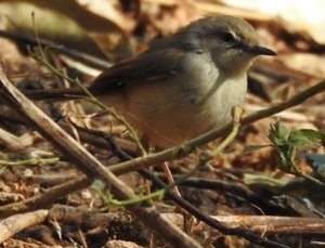 Grey-breasted Prinia