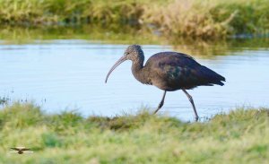 Glossy Ibis 2447.jpg