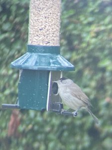 Blackcap