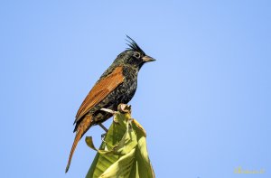 Crested Bunting