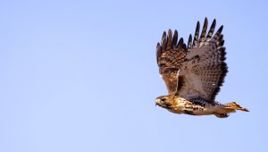 Red-tailed hawk.jpg