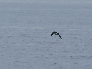 Guillemot in flight