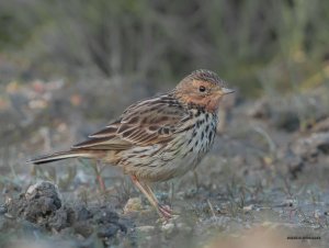 Anthus cervinus