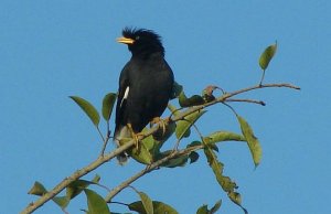 Great Myna